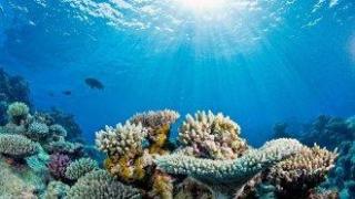 Кораловите рифове са преминали преломен момент по отношение на климата